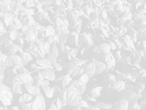 Terry Berries | History