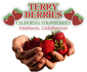 Terry Berries