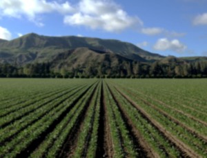 Terry Berries | Gallery